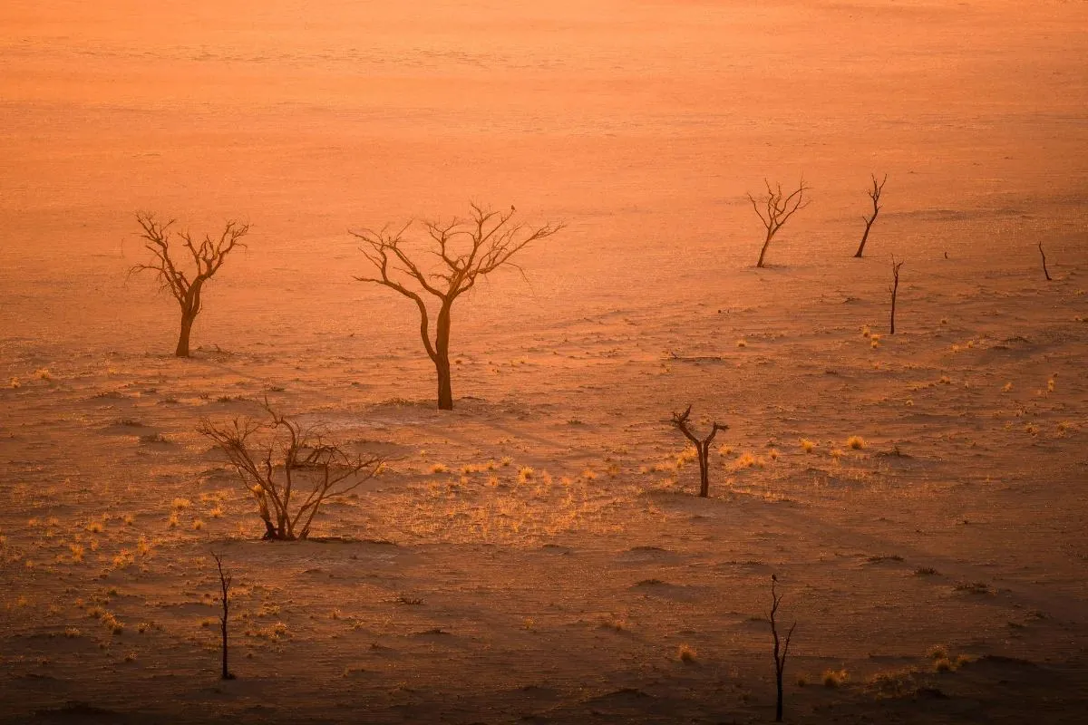 Abgestorbene Bäume im warmen Licht auf der Sandfläche