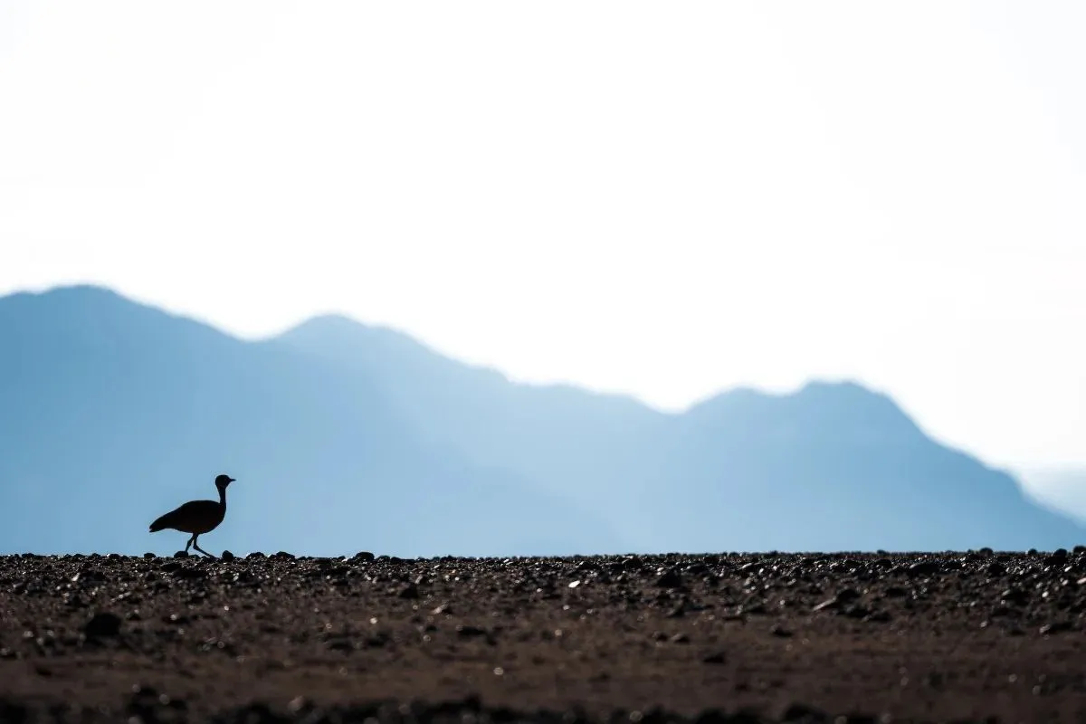 Vogel auf einem Geröllfeld vor blauer Bergsilhouette