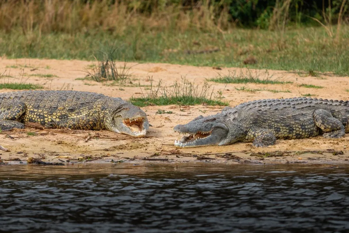 Zwei Krokodile liegen am Sandufer