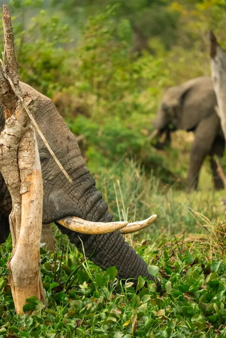 Elefant mit langen Stoßzähnen im Uferbewuchs
