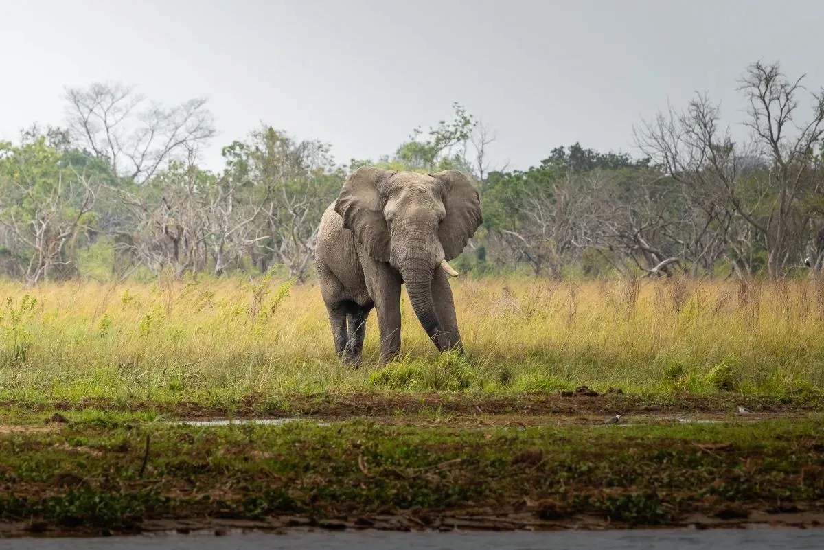 Elefant kommt frontal durch das hohe Gras