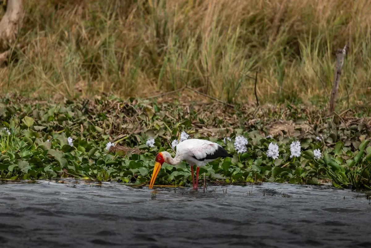 Storch mit gelbem Schnabel zwischen Wasserhyazinthen