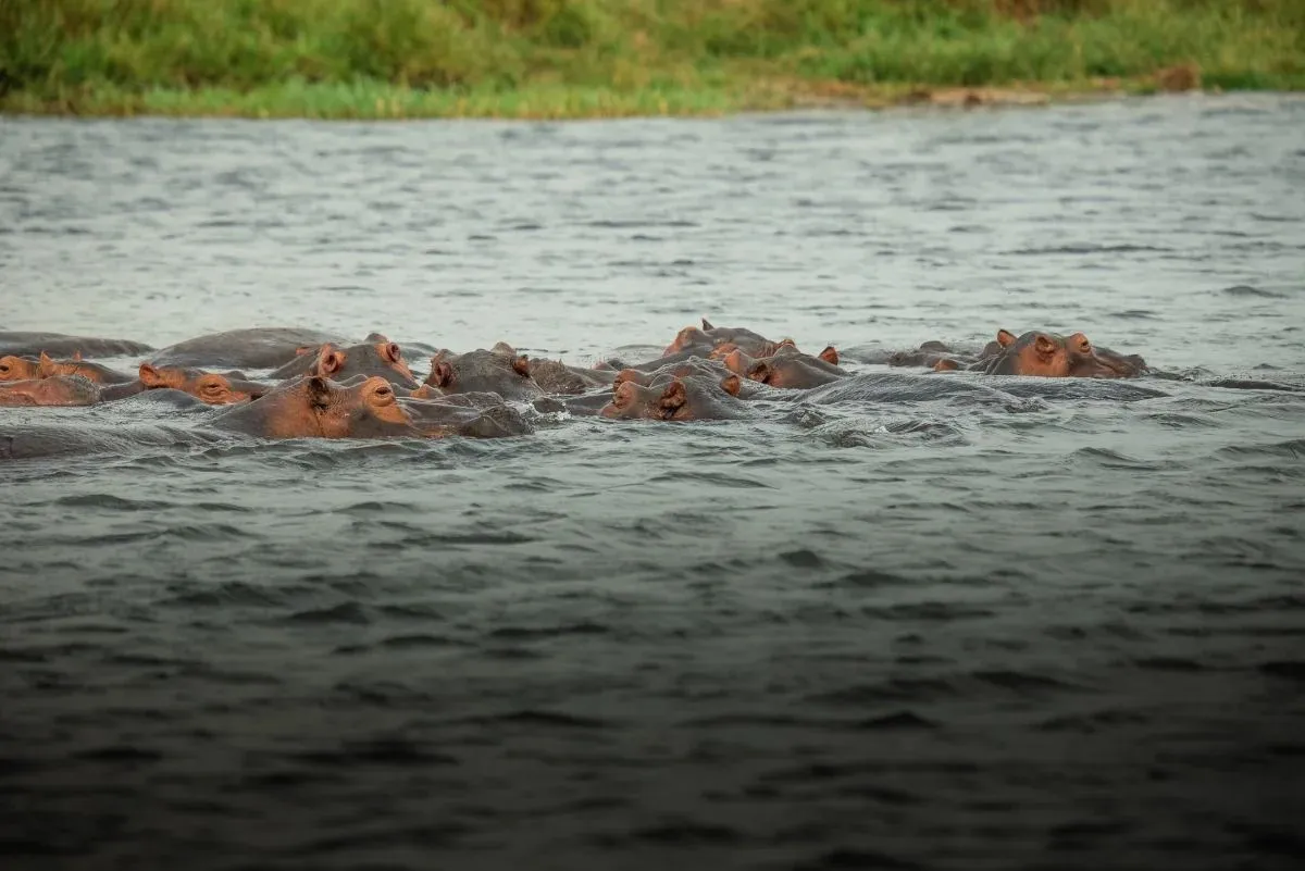 Nilpferdherde im Wasser, nur die Köpfe schauen heraus