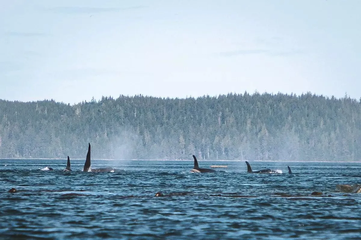 Mehrere Orcas tauchen nebeneinander vor der bewaldeten Küste auf