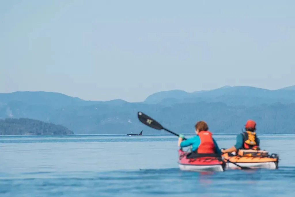 Zwei Paddler im Doppel-Kajak, vor ihnen die Rückenflosse eines Orcas
