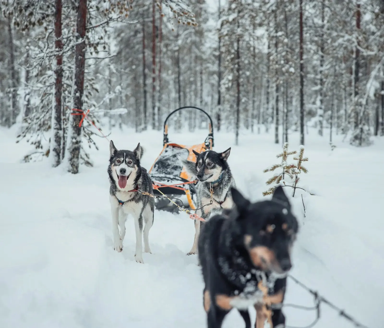 Huskys im Geschirr vor dem Schlitten