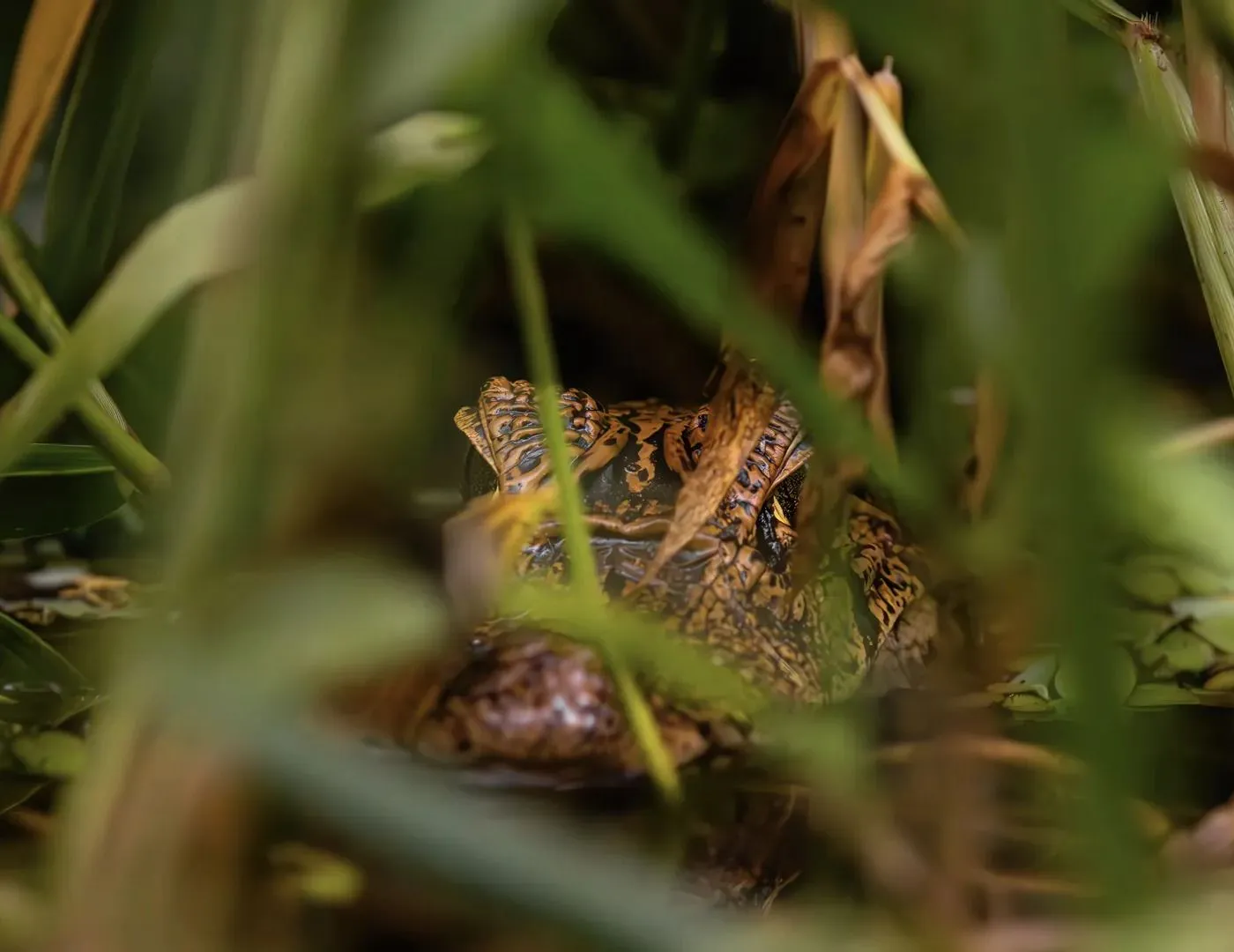 Ein Reptil liegt getarnt zwischen den Gräsern am Ufer