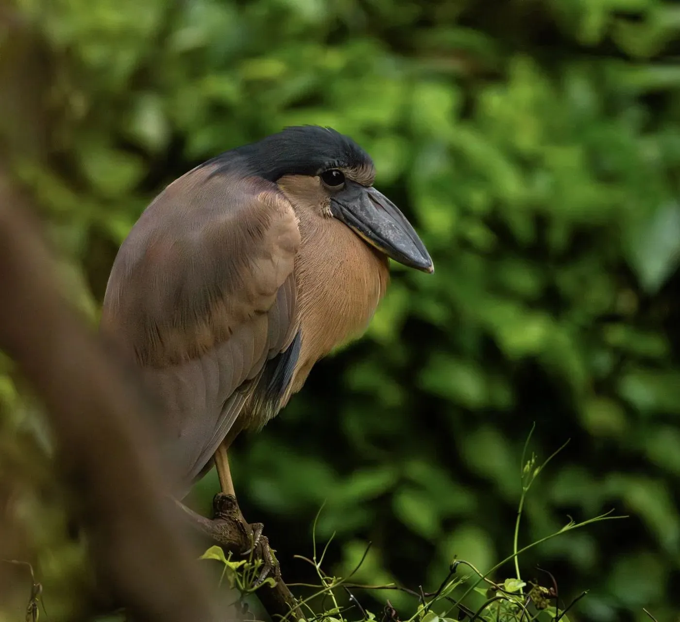 Reiher mit breitem Schnabel im dichten Grün