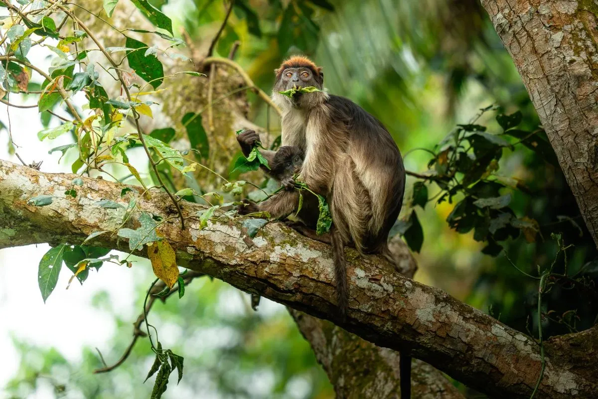 Affe sitzt auf einem dicken Ast im Urwald
