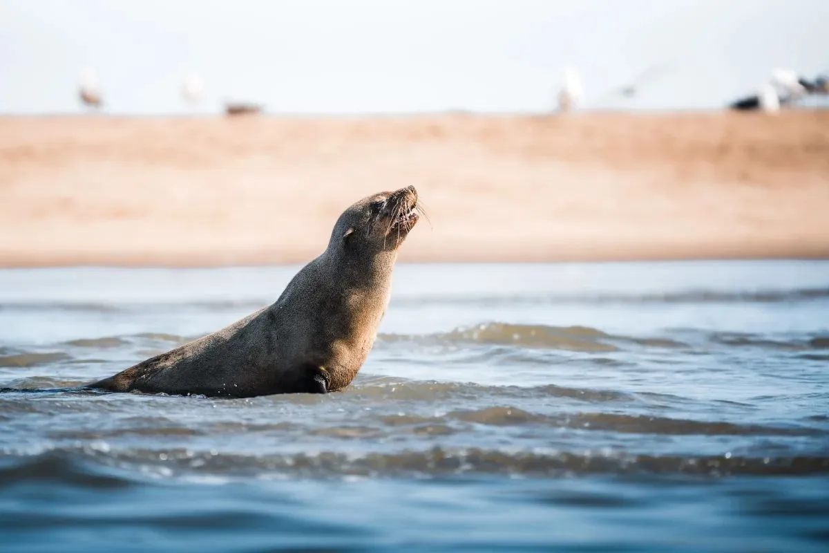Robbe reckt den Kopf aus dem Wasser vor der Sandbank