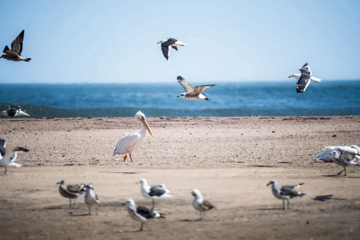 Pelikan und Möwen am Strand, weitere Vögel im Flug