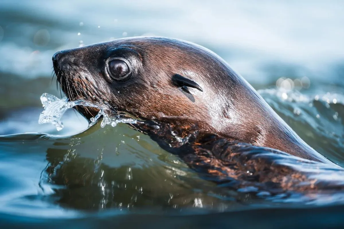Robbe durchbricht dicht vor der Kamera die Wasseroberfläche