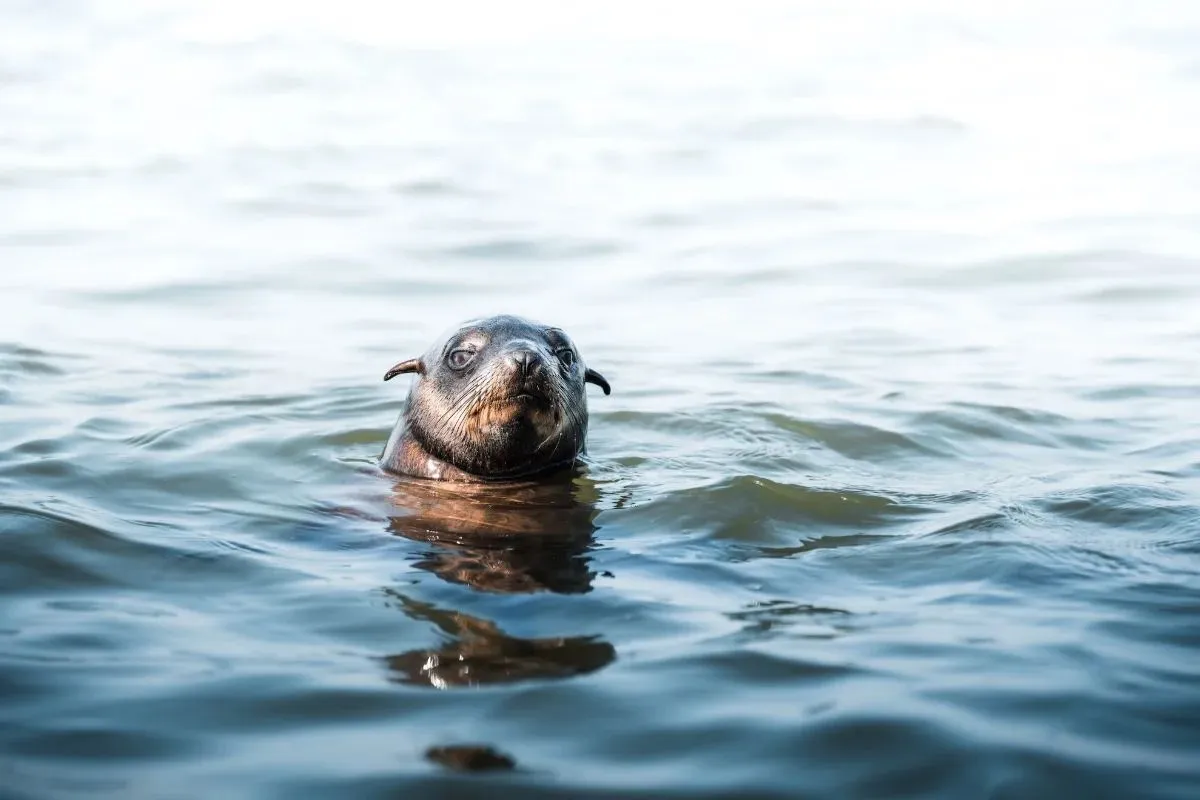 Robbe schaut neugierig aus dem ruhigen Wasser