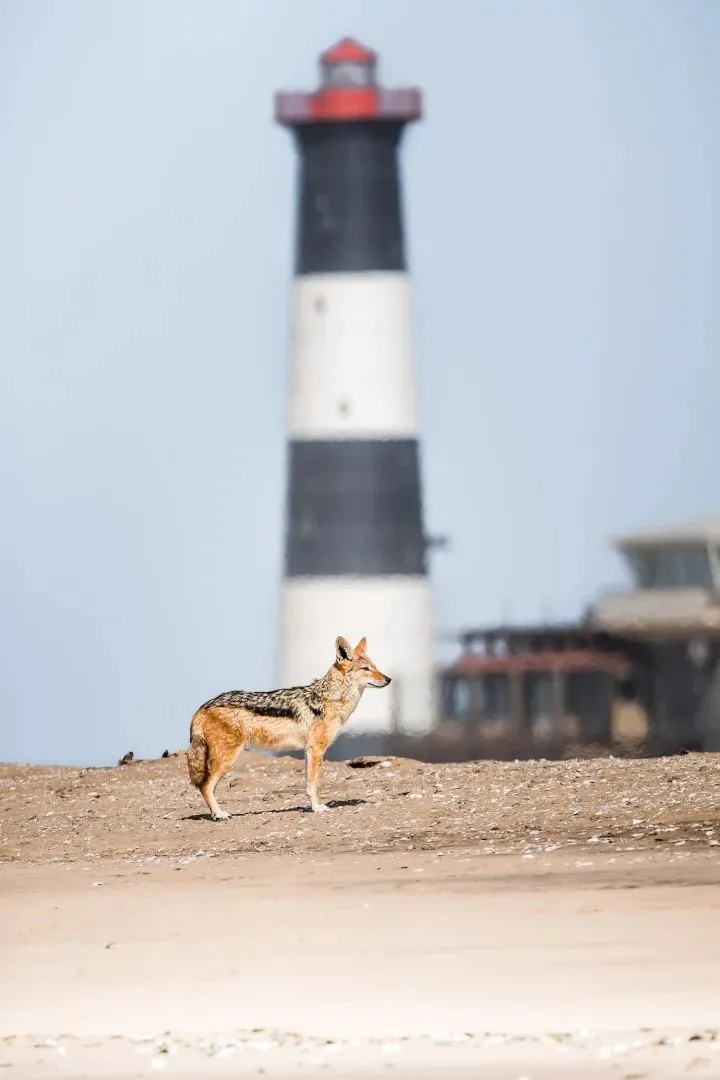 Schakal am Strand vor einem schwarz-weißen Leuchtturm