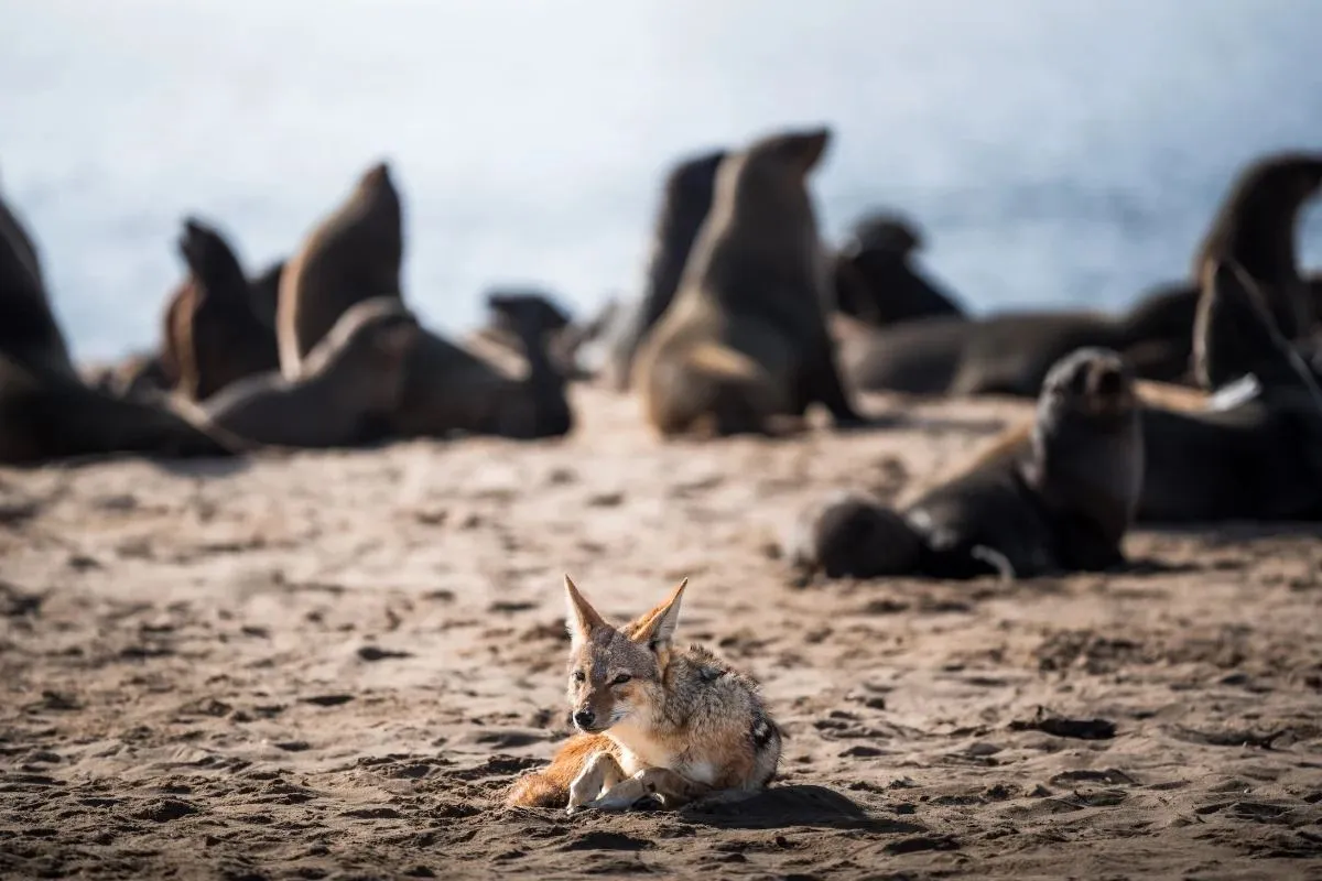 Schakal liegt vor einer Robbenkolonie am Strand