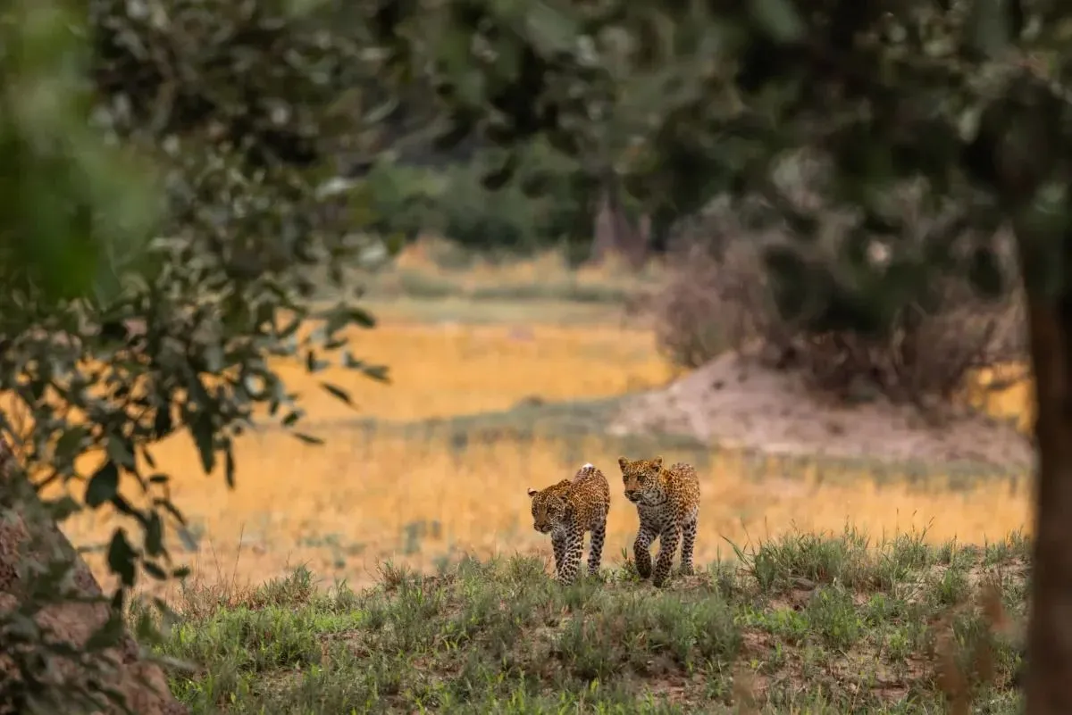 Zwei Leoparden laufen nebeneinander über eine grasbewachsene Kuppe