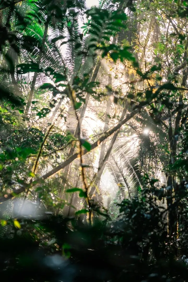 Licht fällt durch das dichte Blätterdach des Kibale