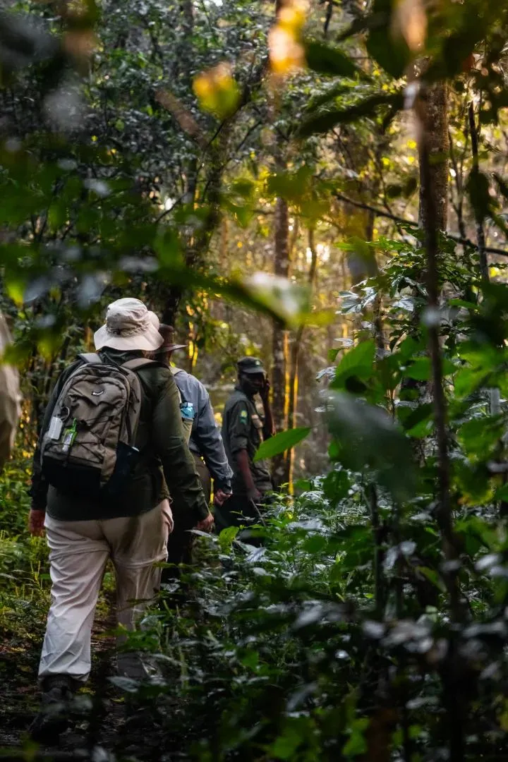 Die Gruppe folgt dem Ranger auf schmalem Pfad durch den Urwald