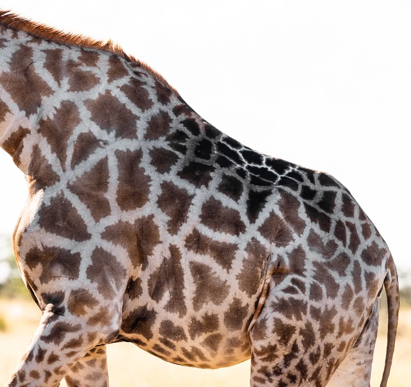 Nahaufnahme des Fellmusters einer Giraffe