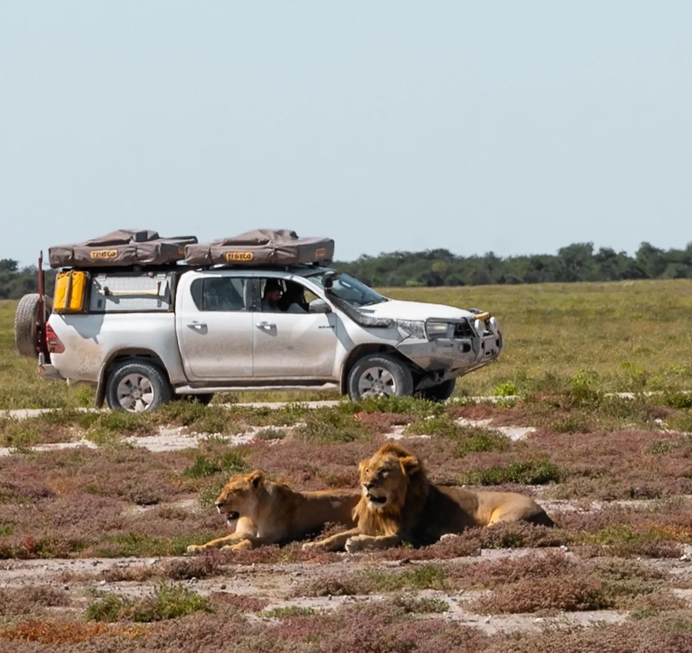 Zwei Löwen liegen direkt neben dem 4x4 mit Dachzelt