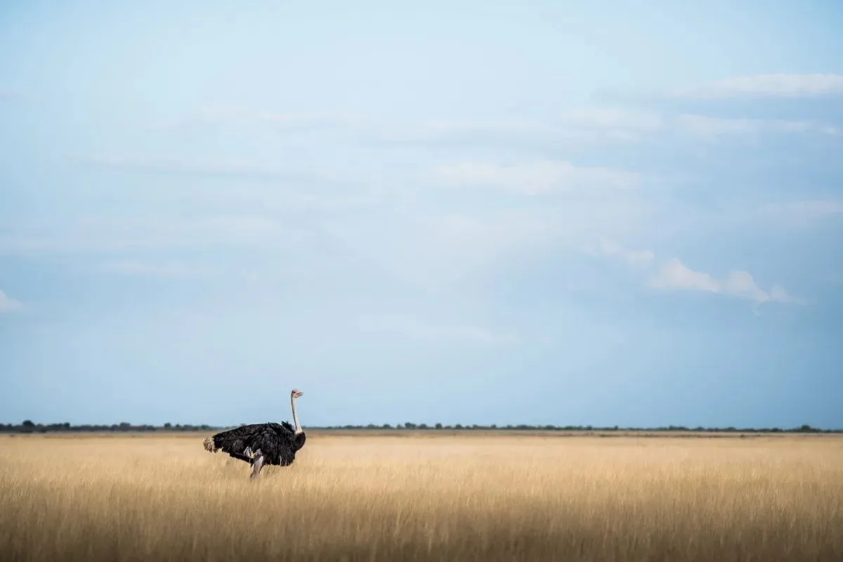 Strauß in der weiten Grassteppe