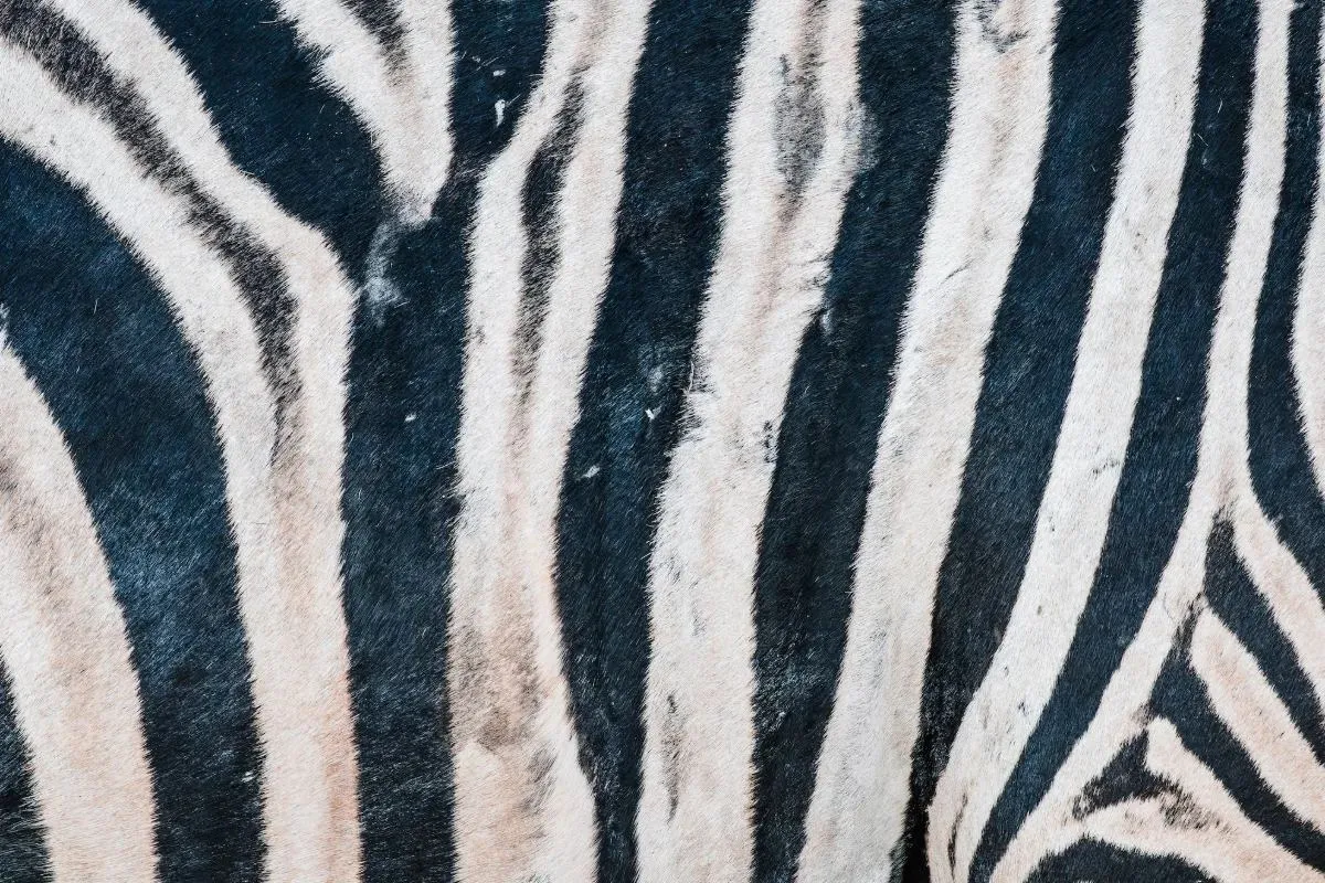 Nahaufnahme des Streifenmusters eines Zebras