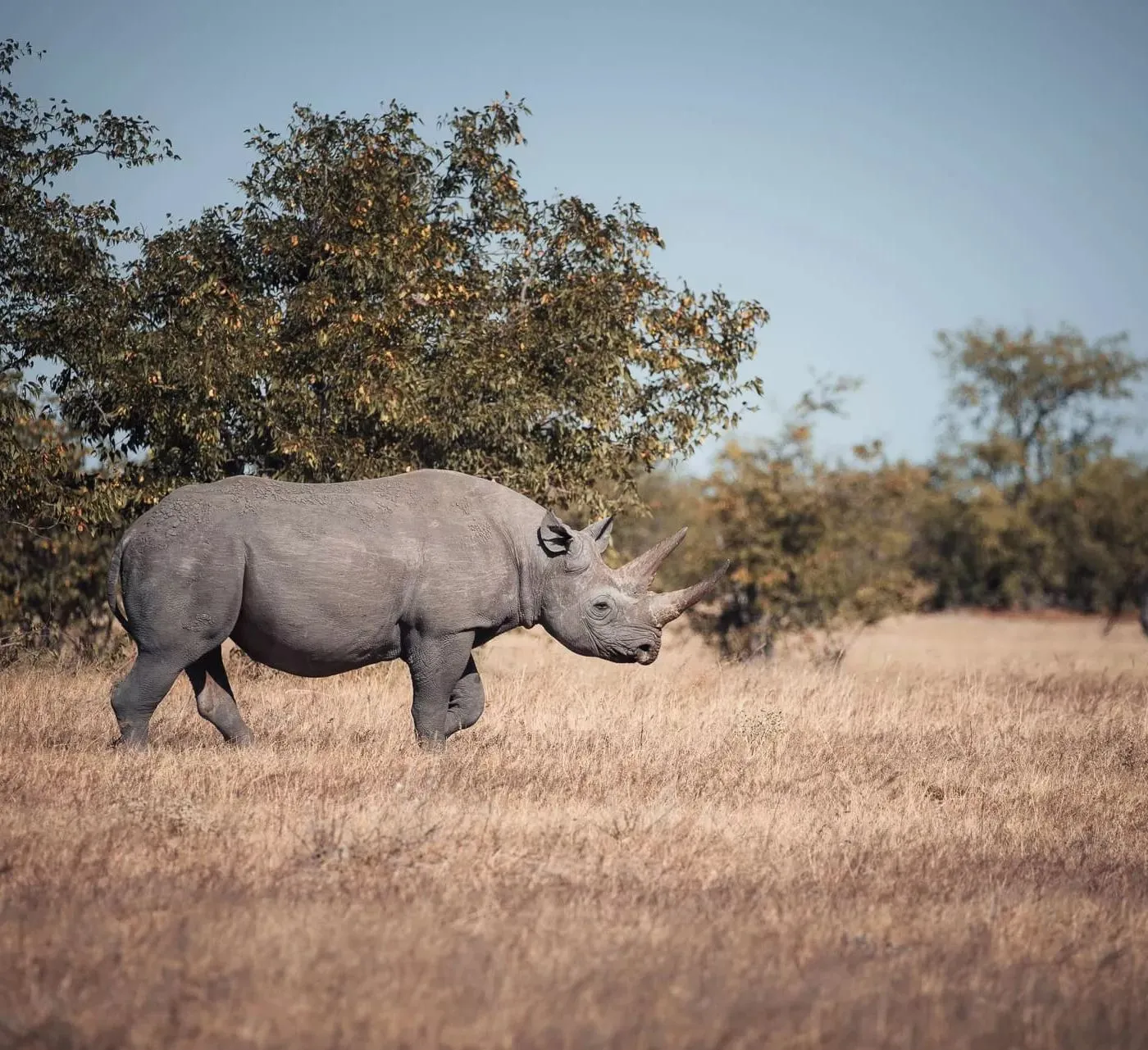 Nashorn zieht durch das trockene Gras