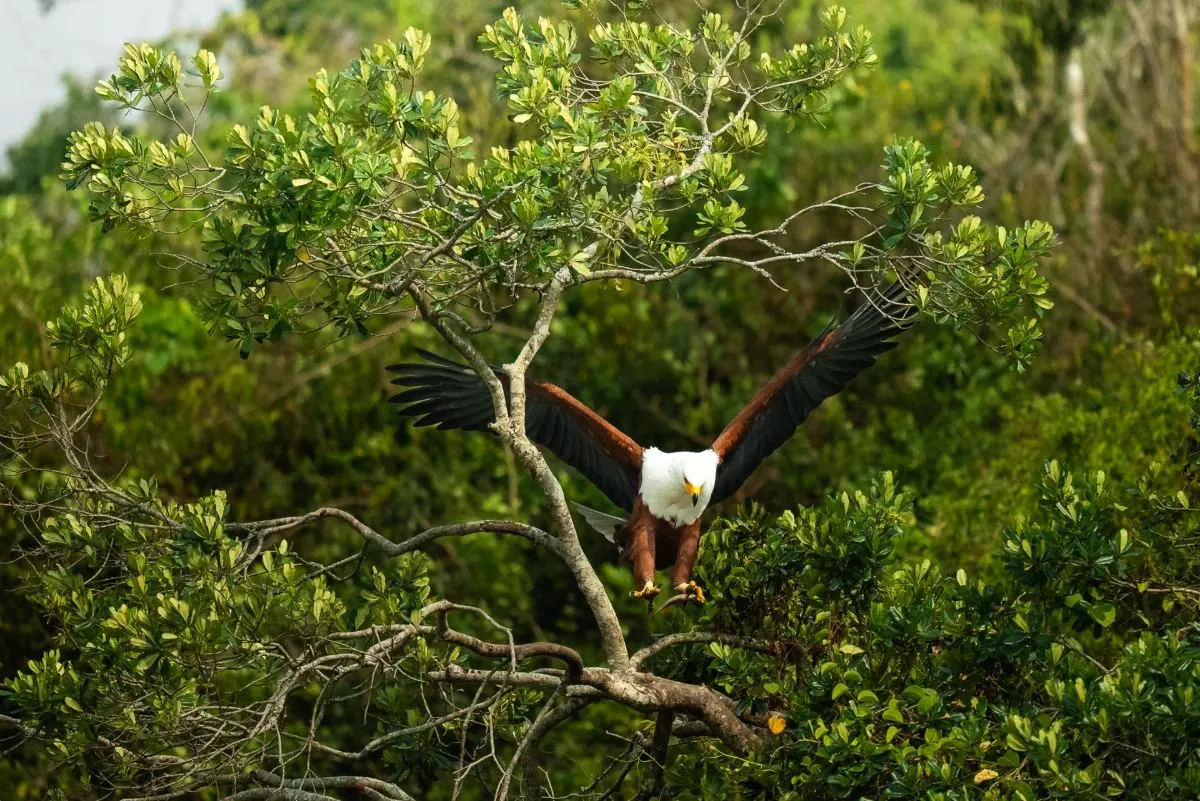 Schreiseeadler breitet die Schwingen im Baum aus