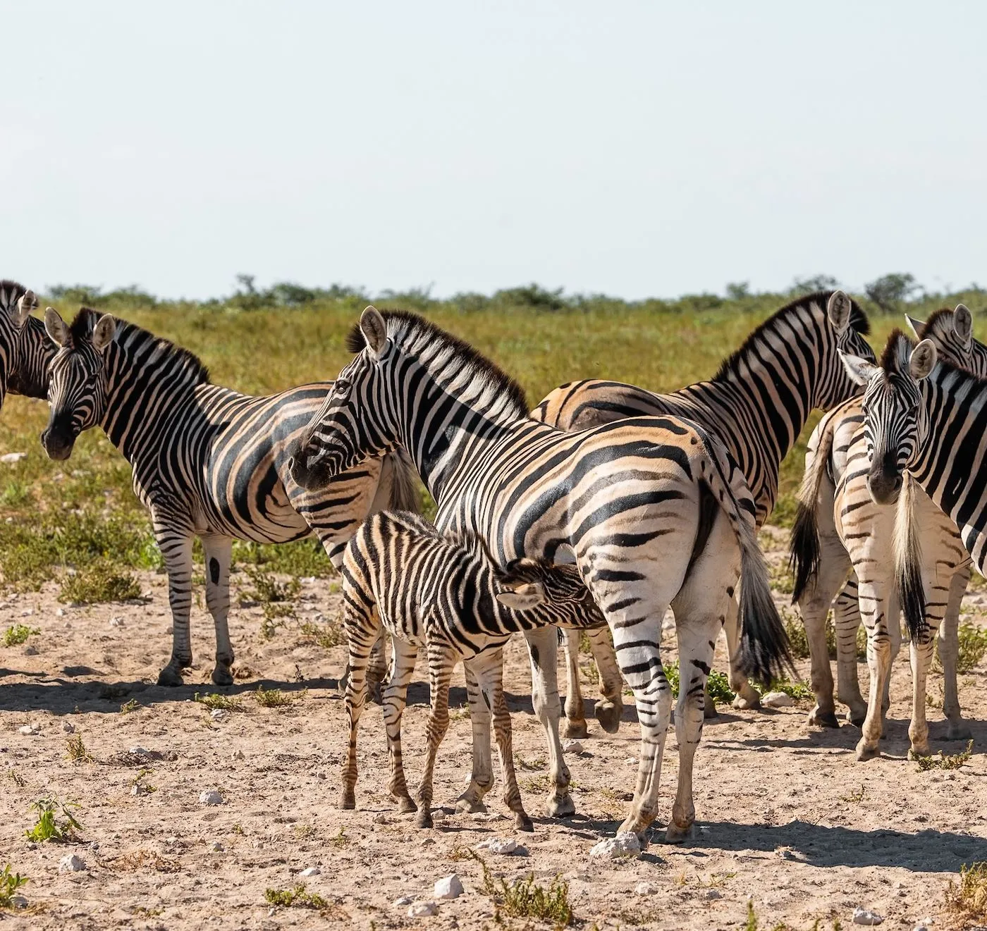 Zebraherde mit Fohlen im trockenen Busch