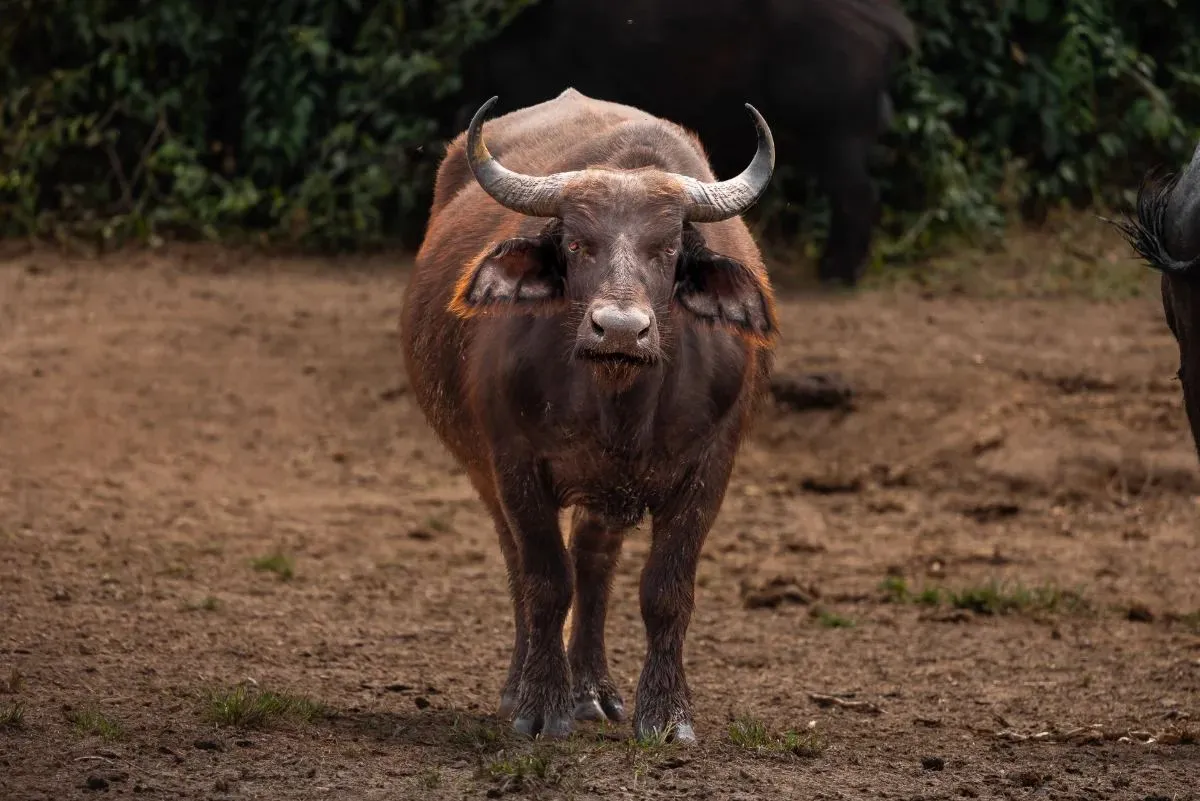 Büffel schaut frontal über den staubigen Boden