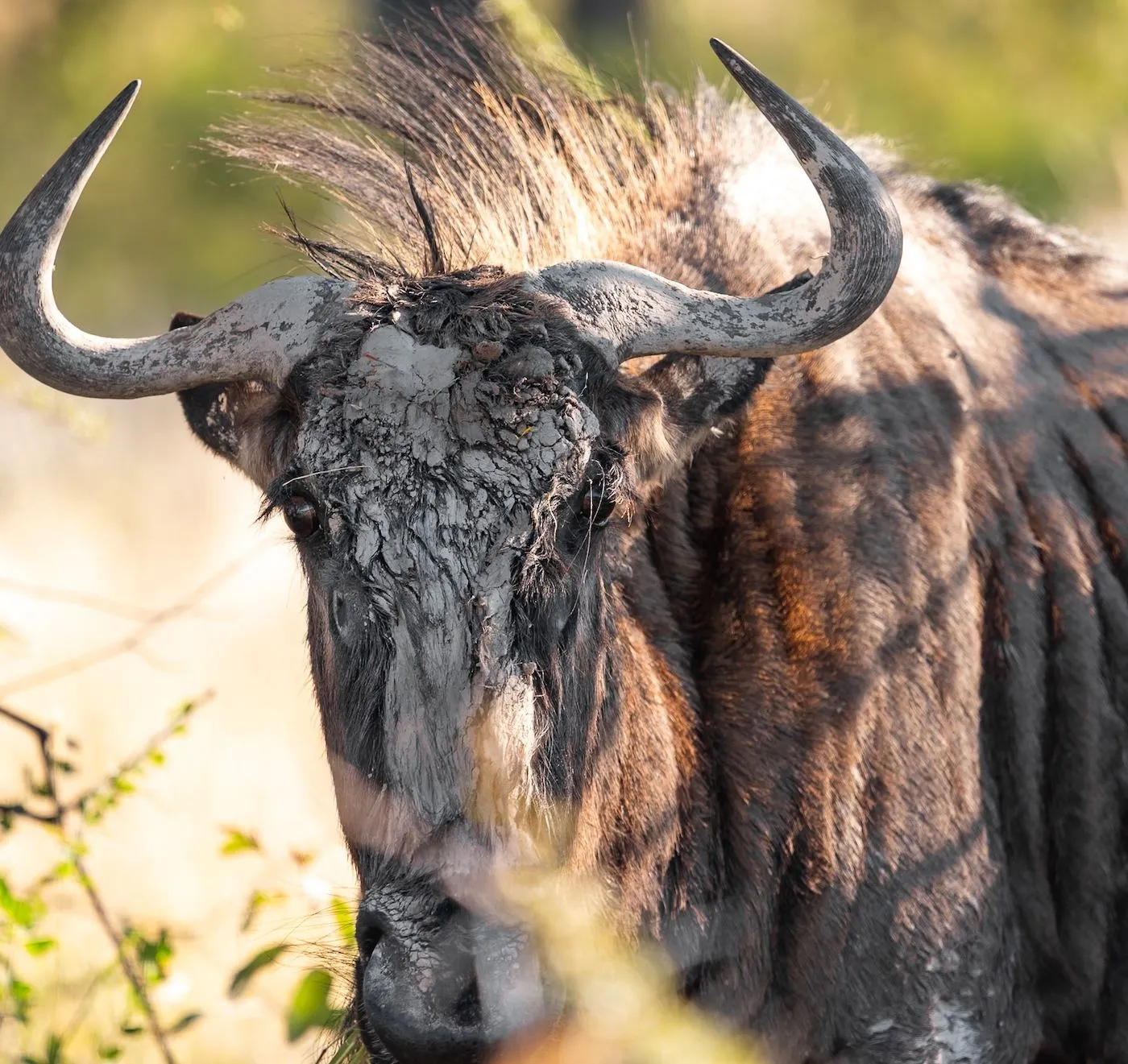 Nahaufnahme eines Gnus mit mächtigen Hörnern