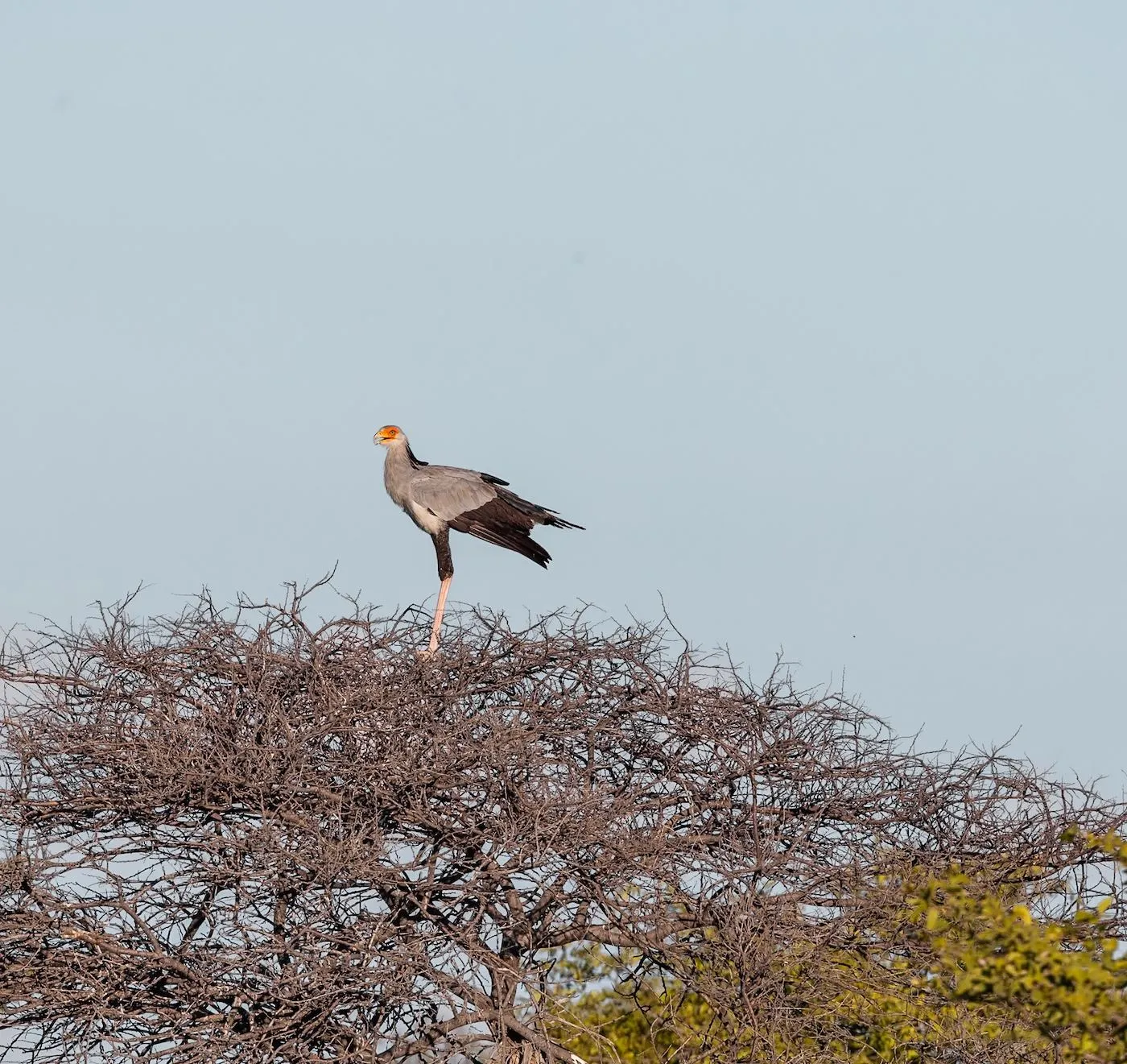 Sekretärvogel steht auf einem Dornbusch