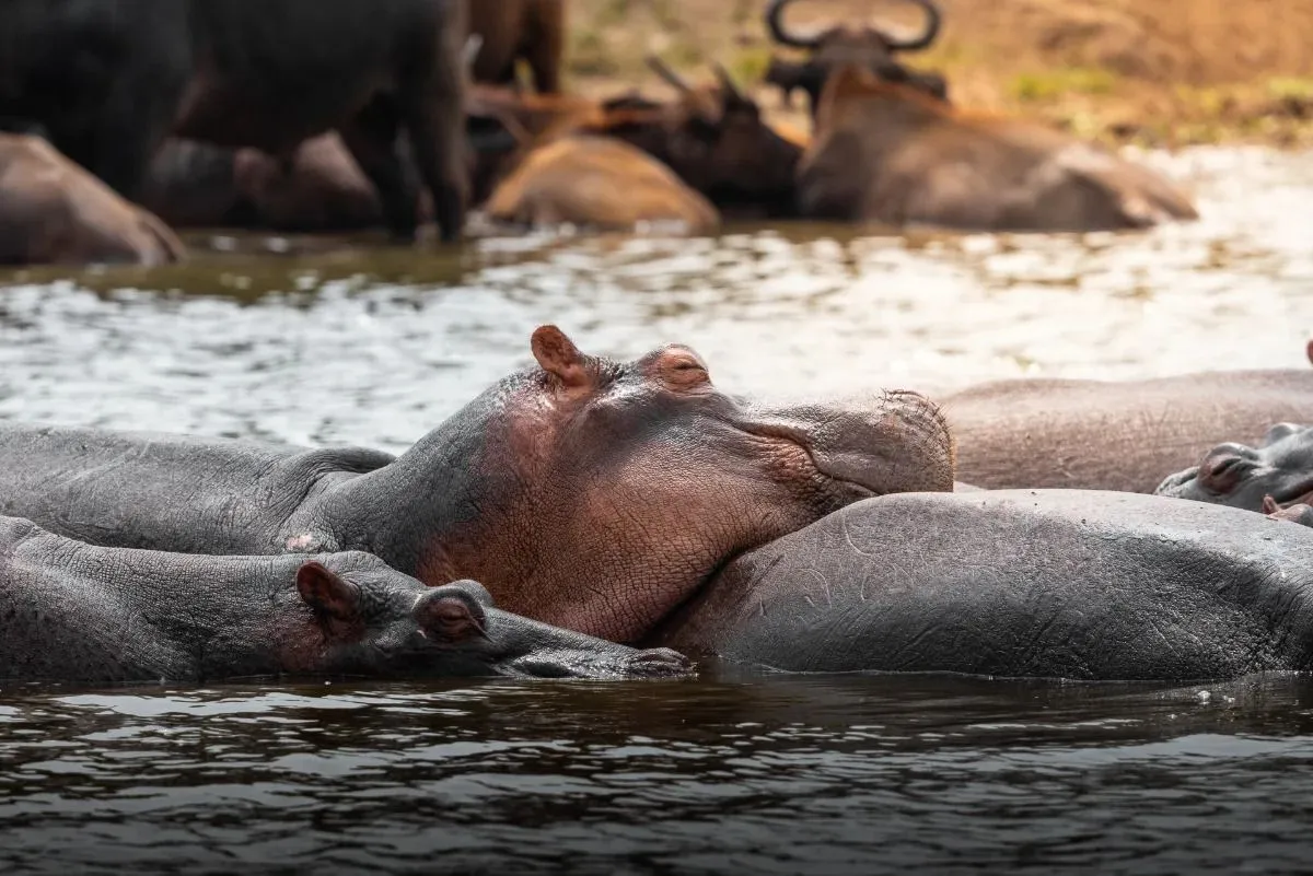 Nilpferde und Büffel teilen sich das flache Wasser