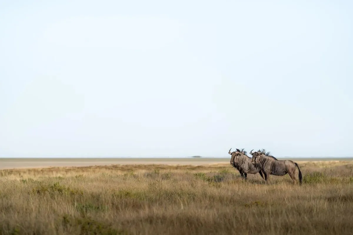 Gnus in der weiten Grasebene