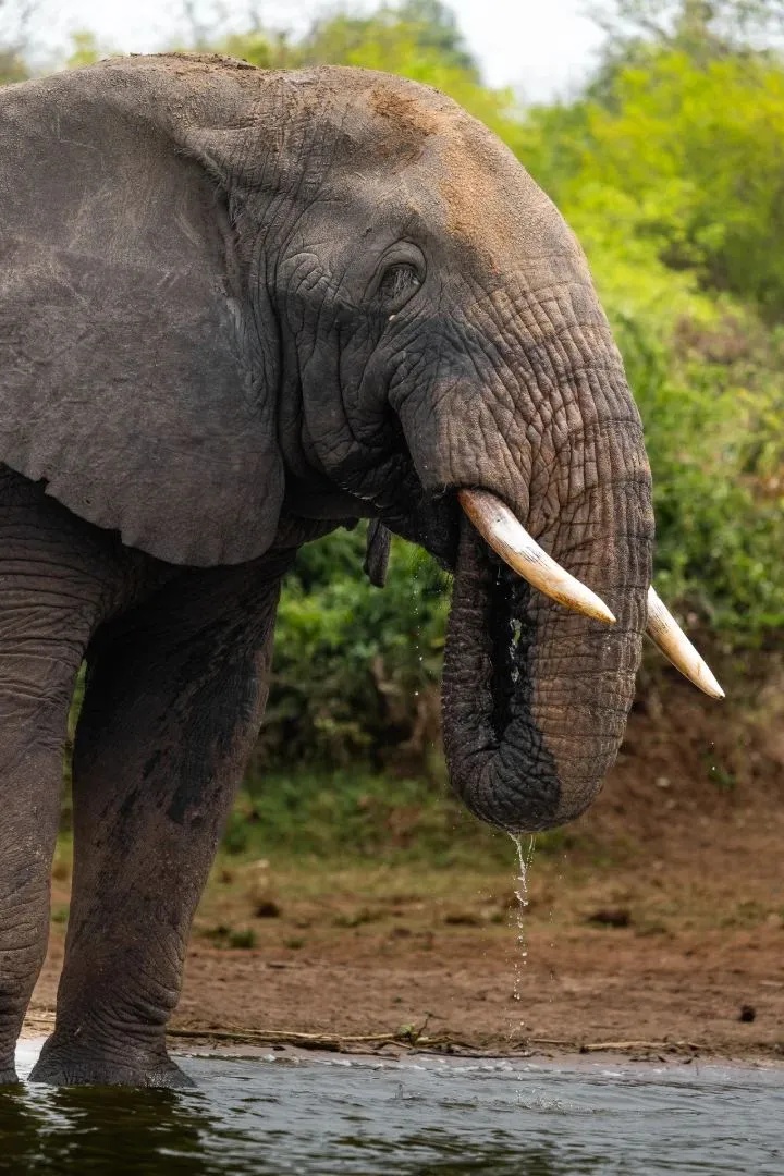 Elefant trinkt am Ufer