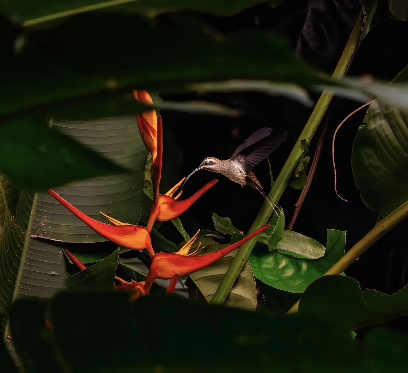 Kolibri an einer roten Helikonienblüte