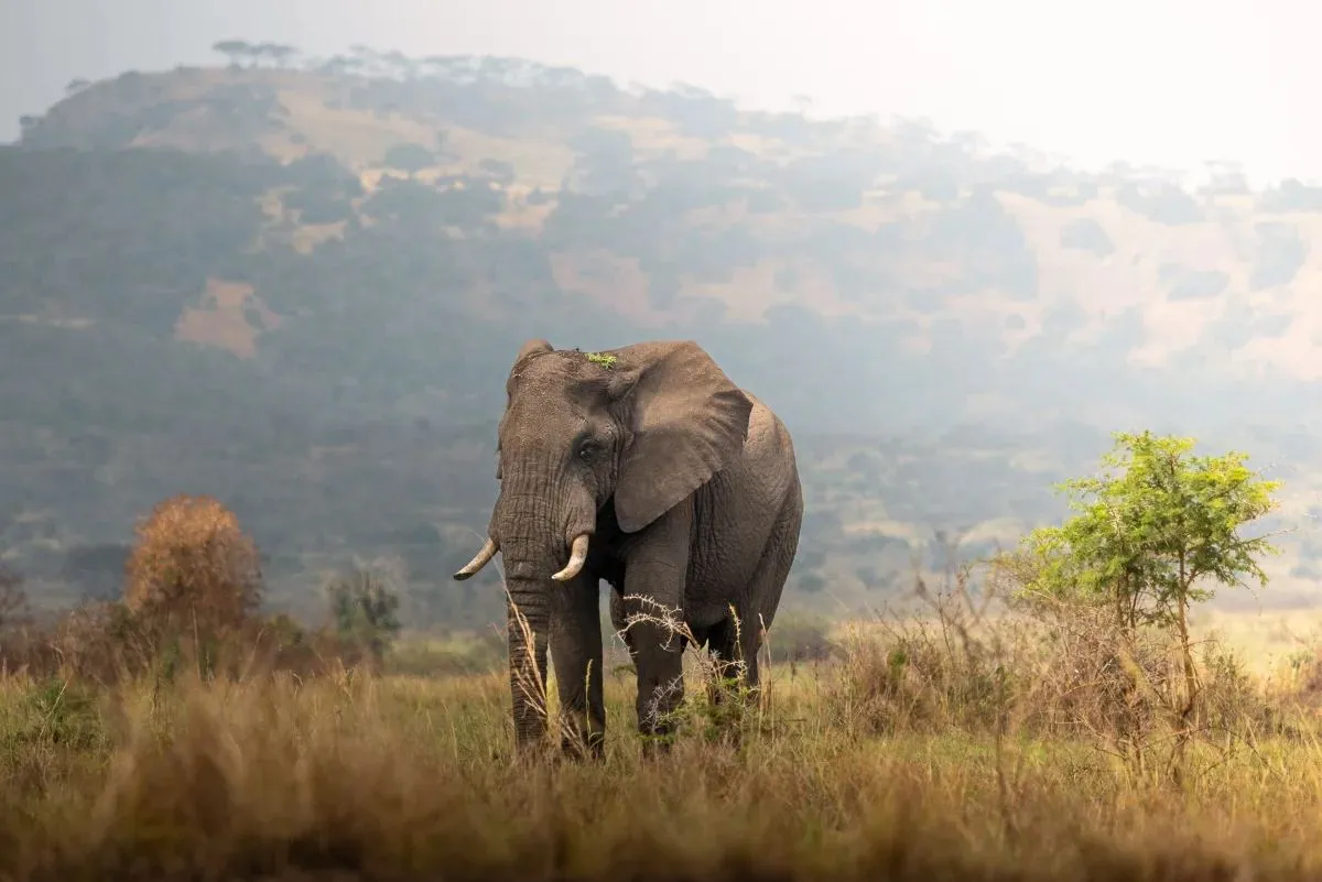Elefant in der Savanne vor der Hügelkette