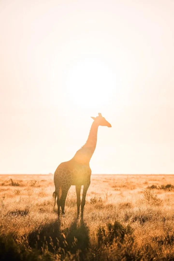 Giraffe im Gegenlicht der tiefstehenden Sonne