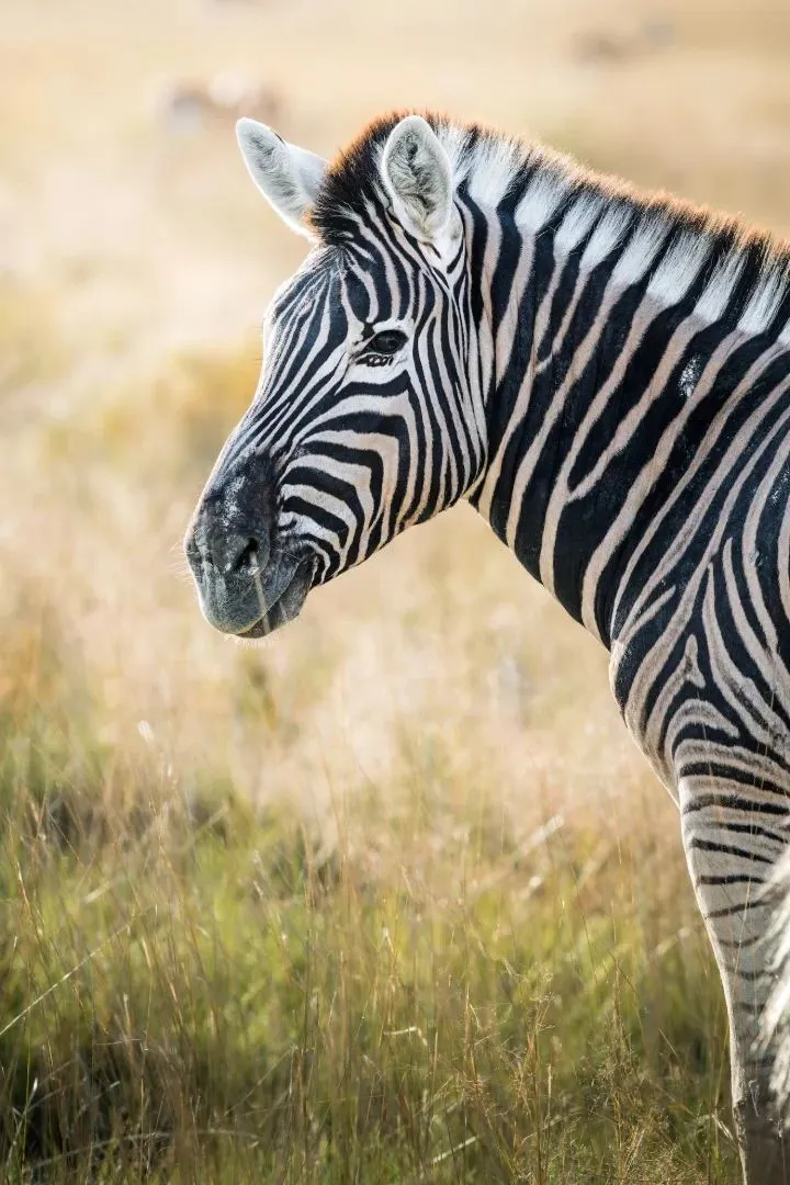 Zebra im Profil im hohen Gras