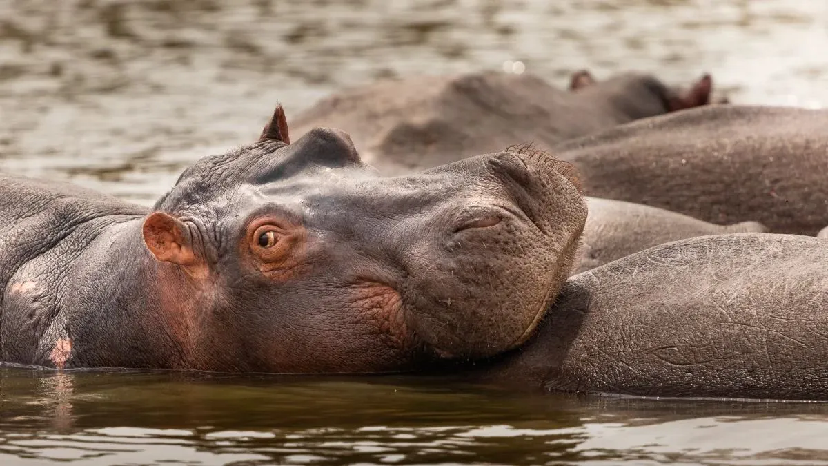 Nilpferd im Wasser, das Auge über der Oberfläche
