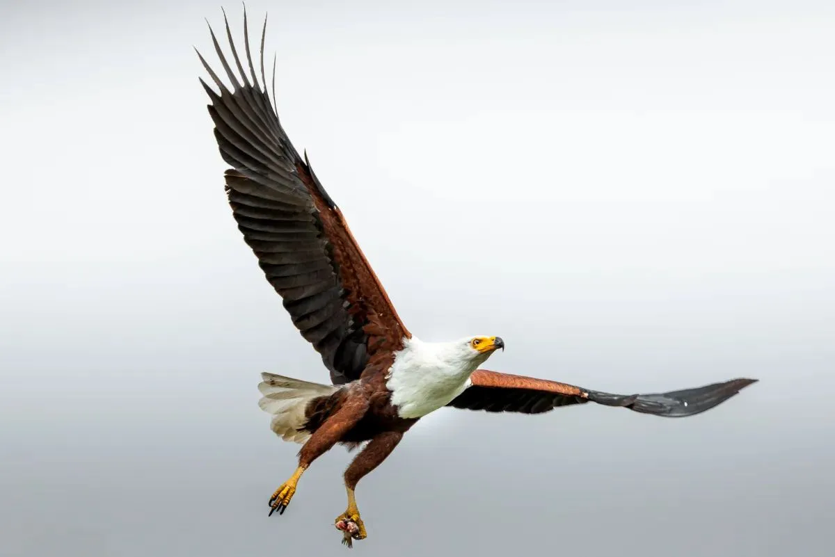 Schreiseeadler im Flug