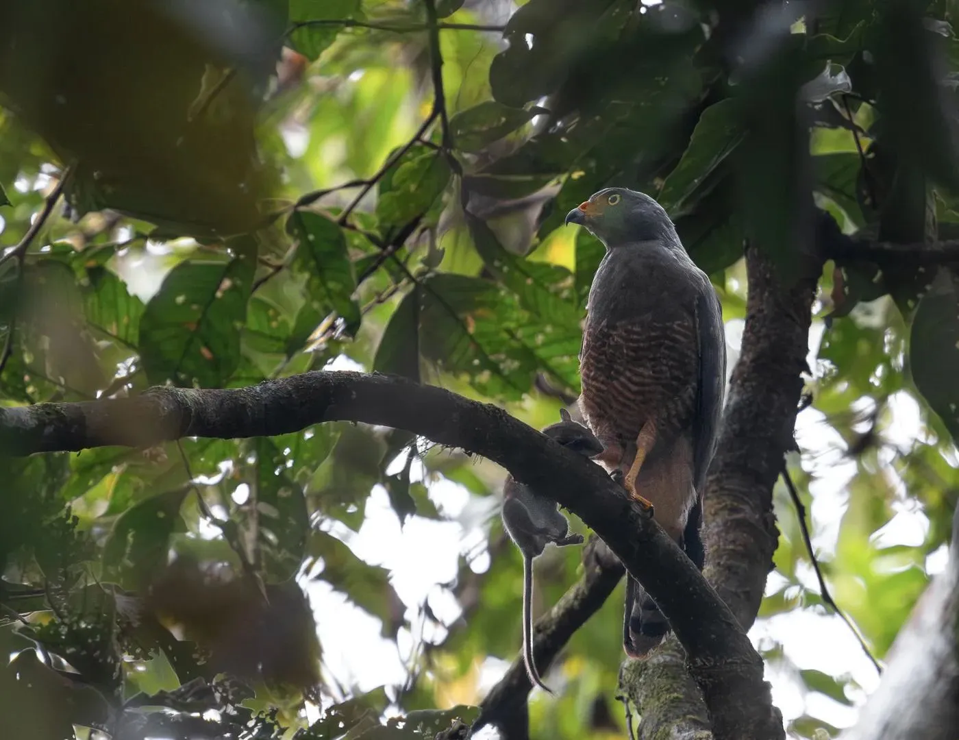 Greifvogel sitzt auf einem Ast im Blätterdach