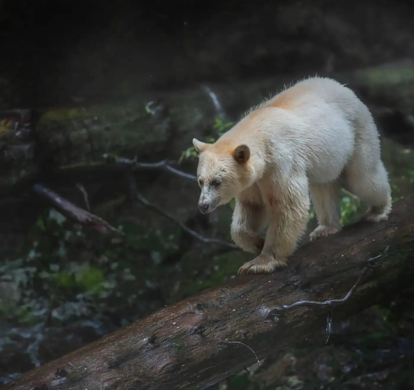 Bär mit hellem Fell balanciert über einen nassen Baumstamm im Regenwald