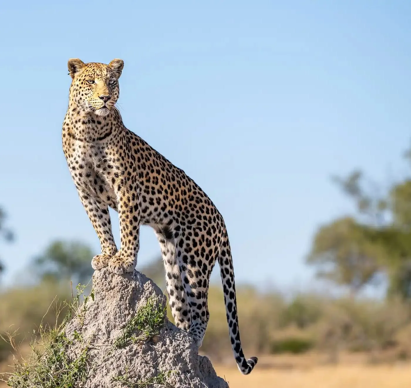 Leopard steht aufmerksam auf einem Termitenhügel