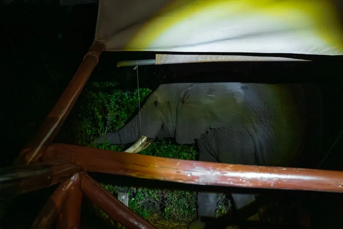Elefant steht nachts dicht an der Lodge