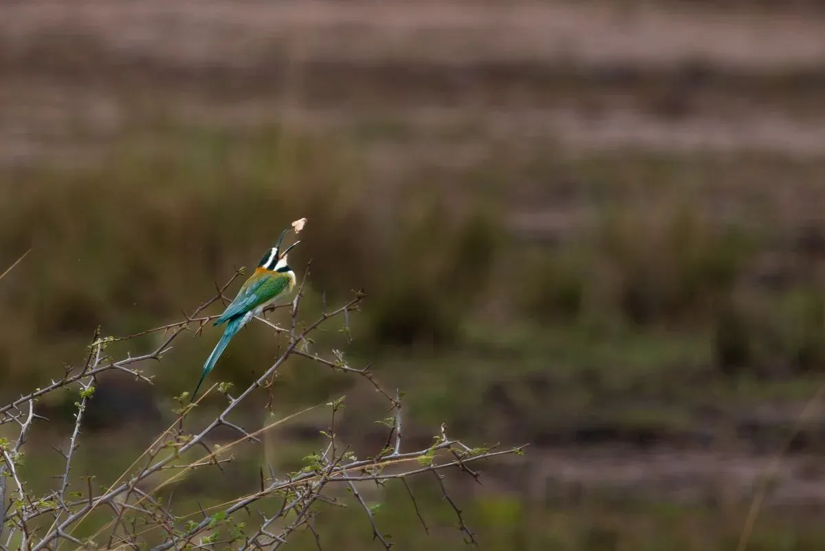 Kleiner blauer Vogel auf einem Zweig in der Ebene