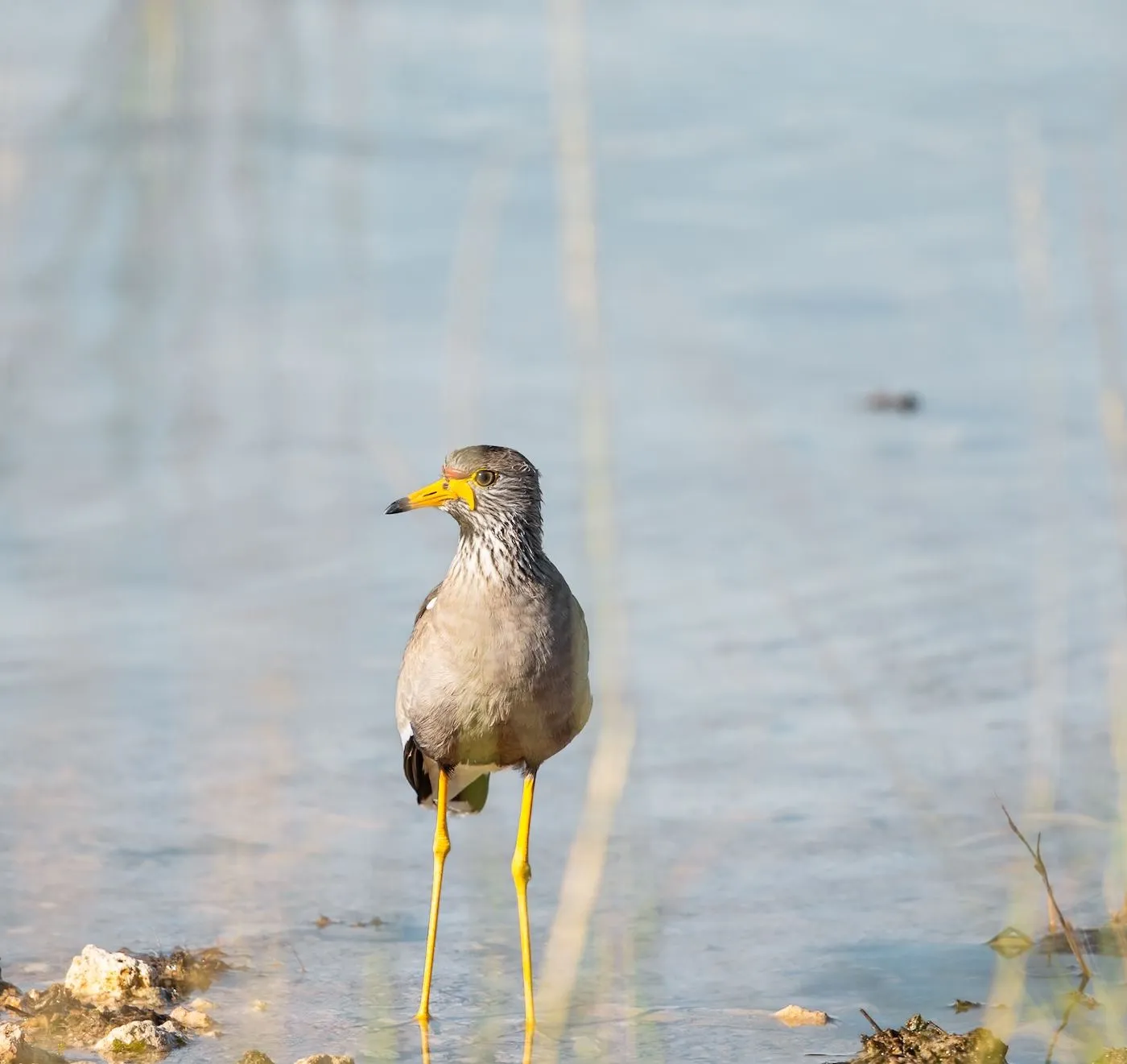 Wasservogel mit gelbem Schnabel im flachen Wasser