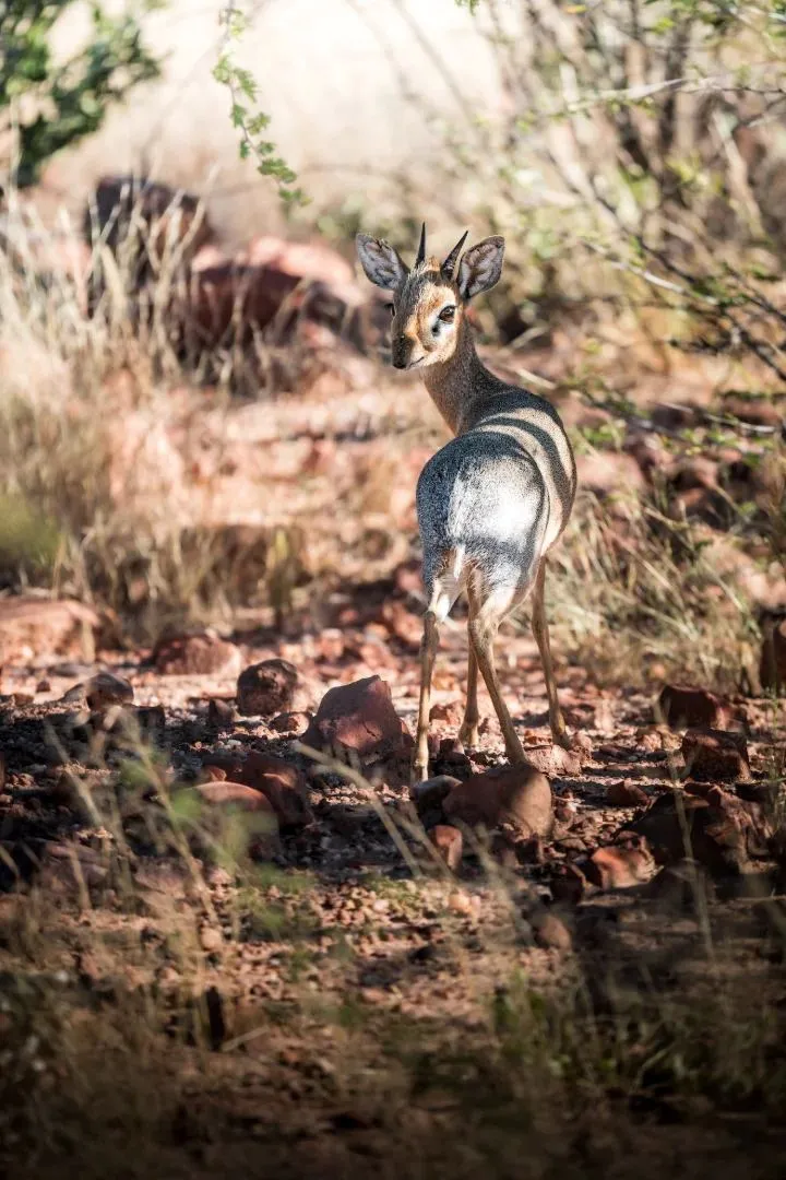 Kleine Antilope steht zwischen den Steinen