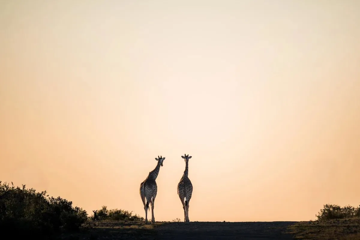 Zwei Giraffen als Silhouette in der Dämmerung