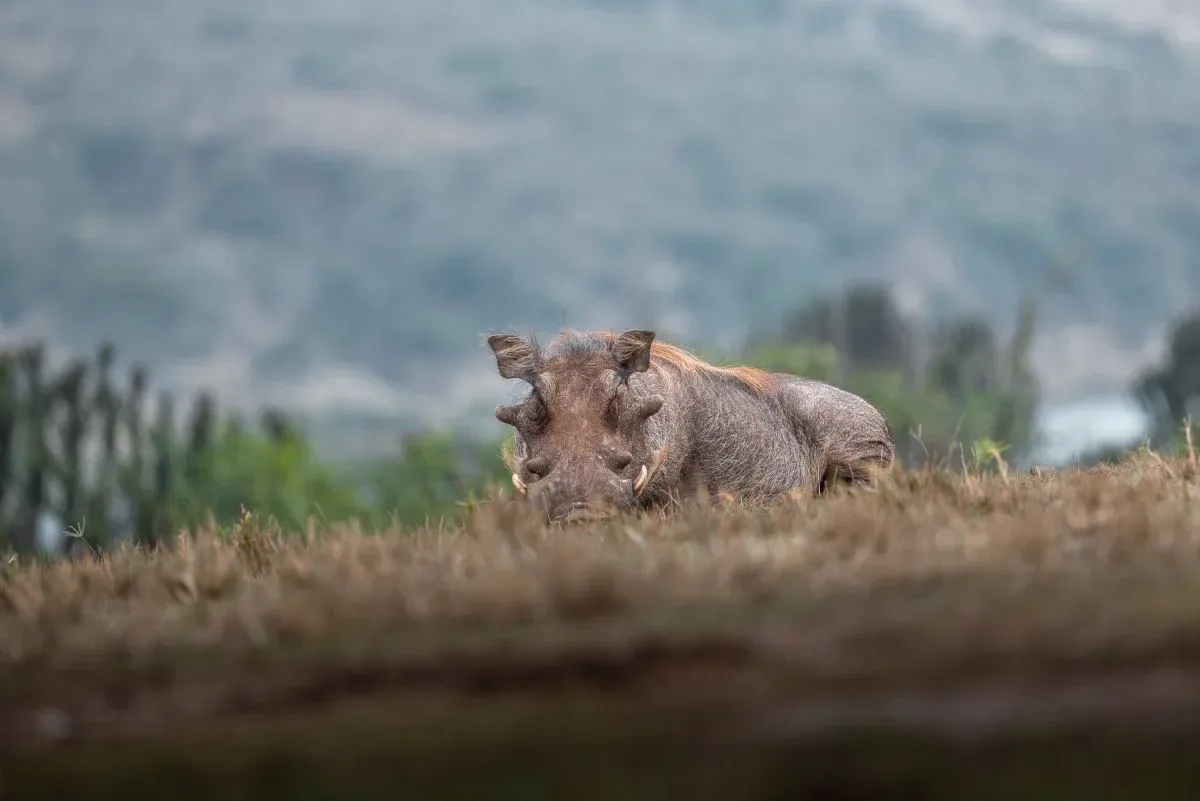 Warzenschwein im hohen Gras